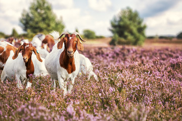 Goats in Lüneburg Heath, Germany