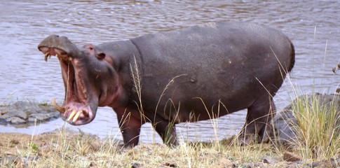 Hippo