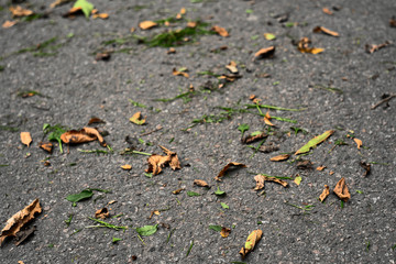 Blurred background with asphalt, autumn leaves and grass