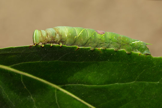 Image of green caterpillar on green leaves. Insect. Animal