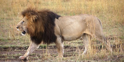 Stattlicher L&ouml;we