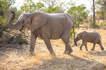 Obraz premium Elephant Family