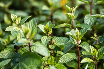aromatic mint buds and stems in garden for botanic wallpaper