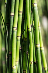closeup of textured horsetail stems or Equisetum for sustainable nature