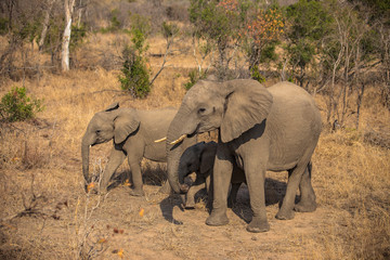 Fototapeta premium Elephant Family