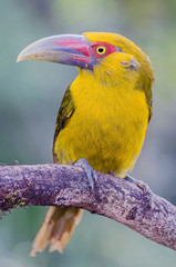 Saffron Toucanet