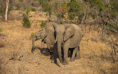 Elephant Family © Vollverglasung