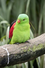 red winged parrot