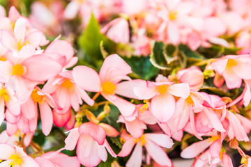 Obraz premium Light pink peach begonia flowers macro closeup with pattern
