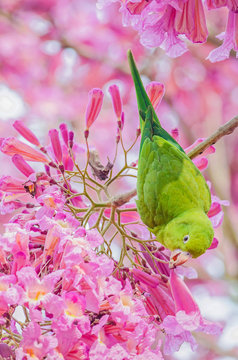 Yellow-chevroned Parakeet