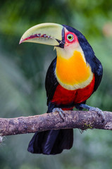 Red-breasted Toucan