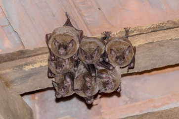 Bats