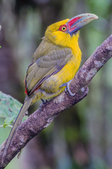 Saffron Toucanet