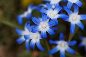 Glory of the snow (Chionodoxa luciliae)
