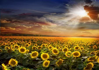 Foto op Plexiglas Zonnebloem Mooi zonnebloemengebied op zonsondergangachtergrond