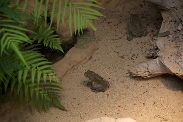 Frog