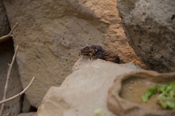 Lizard and rocks