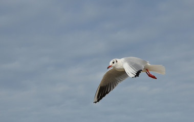 mouette