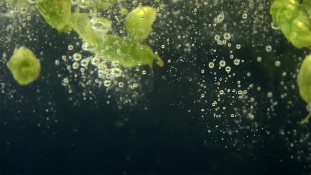 High quality video of hops falling into water in real 1080p slow motion 250fps