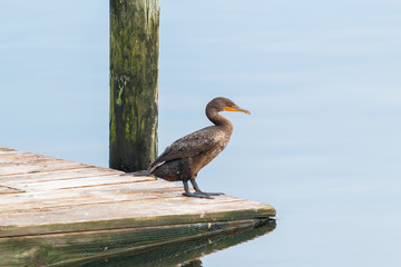 Double-Crested Cormorant