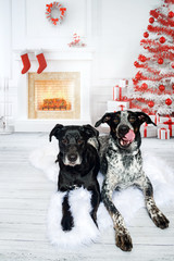Zwei Hunde in einem weihnachtlichen Wohnzimmer mit Kamin, Geschenken und Weihnachtsbaum einer schleckt sich das Maul