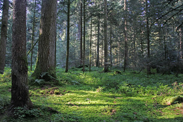 Nadelwald mit Moos, Schweiz