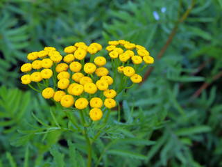 Rainfarnblüte
