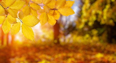  Autumn leaves on the sun