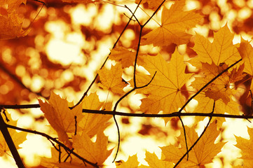  Autumn leaves  background.