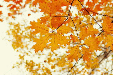  Autumn leaves  background.