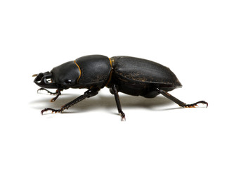 black beetle  on white
