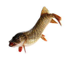  Pike isolated on white