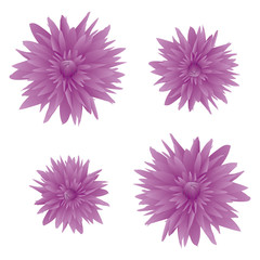 紫色の菊