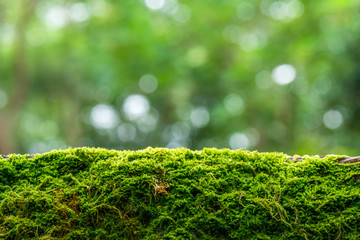 Moss in the rain forest background