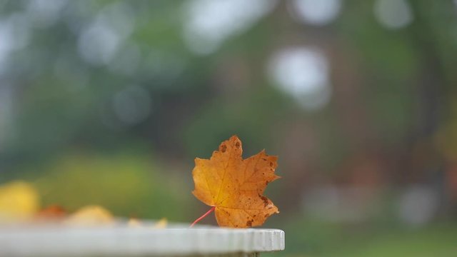 Maple leaf on white table at countryside in autumn season 