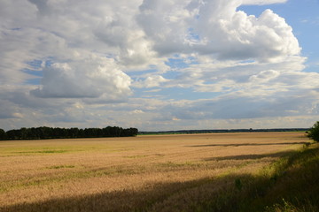 Summer autumn yellow wheat field ear spike spica