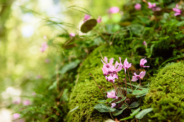 Undergrowth flowers. Cyclamen