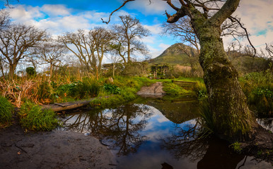 Trees are reflected in the calm water of a stream