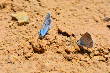 Mavi Ve Sarının Uyumu