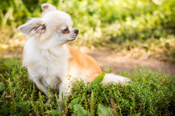 Chihuahua dog on green grass