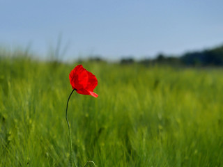 Coqueliquot dans un champs