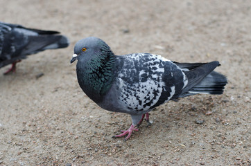 pigeon in the city