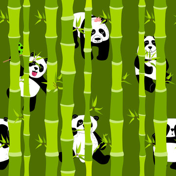 Cute and funny pandas in the green bamboo forest.