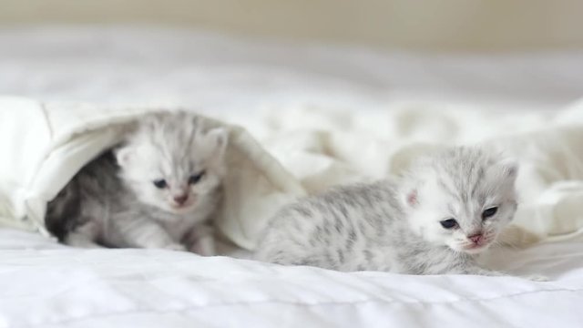Cute tabby kittens playing under white blanket slow motion 21