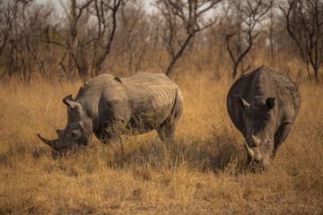Fototapeta premium White Rhino Bulls in the Savanna