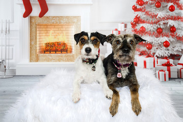 Zwei Hunde liegen auf einem kuschligen Kissen in einem weihnachtlichen Wohnzimmer mit Kamin,...