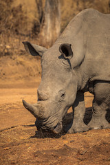 Obraz premium White Rhino 