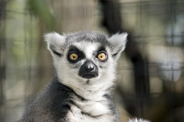 Fototapeta premium lemur