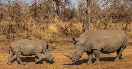 White Rhino Family