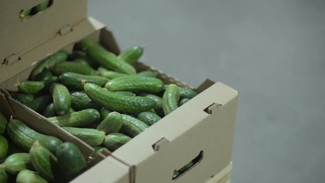 Fresh cucumbers in a box